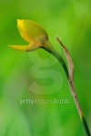 bud of yellow narcissus 이미지 (498766031) - 게티이미지뱅크 bud of yellow narcissus