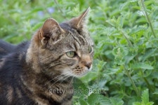 Catmint (nepeta) cats favorite. 이미지 (495737027) - 게티이미지뱅크 Catmint (nepeta) cats favorite.