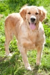 Golden retriever 이미지 (477553245) - 게티이미지뱅크 Golden retriever
