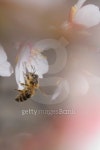 Honey Bee in almond tree flower 이미지 (478962921) - 게티이미지뱅크 Honey Bee in almond tree flower