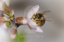 Honey Bee in almond tree flower 이미지 (478976603) - 게티이미지뱅크 Honey Bee in almond tree flower