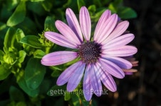 Blooming chrysanthemum flower 이미지 (495191511) - 게티이미지뱅크 Blooming chrysanthemum flower