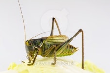 One katydid stay on the  cabbage leaf 이미지 (465160583) - 게티이미지뱅크 One katydid stay on the  cabbage leaf