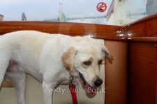 Service Dog On Water Taxi 이미지 (493914929) - 게티이미지뱅크 Service Dog On Water Taxi