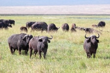 Herd of african buffalos 이미지 (470977221) - 게티이미지뱅크 Herd of african buffalos