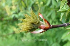 너티버드(Nutty bud) | Sweet Chestnut Bud 이미지 (490200393) - 게티이미지뱅크 Sweet Chestnut Bud