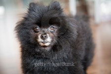 Portrait of a matured black Pomeranian 이미지 (524228089) - 게티이미지뱅크 Portrait of a matured black Pomeranian