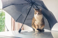 Cat under an umbrella 이미지 (495698037) - 게티이미지뱅크 Cat under an umbrella