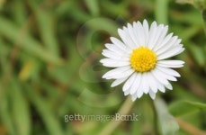 Daisy Daisy 이미지 (505843217) - 게티이미지뱅크 Daisy Daisy