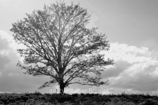 Lone tree on a hill. 이미지 (491326411) - 게티이미지뱅크 Lone tree on a hill.