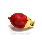 fruit of lipstick palm isolated 이미지 (488961365) - 게티이미지뱅크 fruit of lipstick palm isolated
