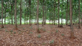 rubber tree plantation 이미지 (508348887) - 게티이미지뱅크 rubber tree plantation