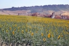 Field of sunflowers 이미지 (465519647) - 게티이미지뱅크 Field of sunflowers