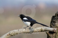 Magpie (Pica-pica) 이미지 (490798329) - 게티이미지뱅크 Magpie (Pica-pica)