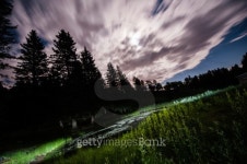 Windy Forest 이미지 (475977681) - 게티이미지뱅크 Windy Forest
