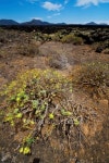 flower  bush timanfaya  hill and summer  lanzarote spain plant 이미지 (475568635) - 게티이미지뱅크 flower  bush timanfaya... 