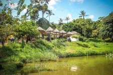 Elephants graze  in Samui jungle Thailand 이미지 (514030839) - 게티이미지뱅크 Elephants graze  in Samui jungle Thailand