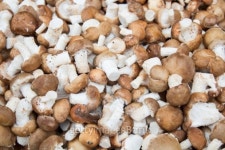 Fresh shiitake mushroom farm 이미지 (503437019) - 게티이미지뱅크 Fresh shiitake mushroom farm