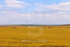 Wheat field landscape 이미지 (494505831) - 게티이미지뱅크 Wheat field landscape