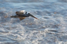 Pelican flys over the sea 이미지 (510658707) - 게티이미지뱅크 Pelican flys over the sea