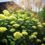 Hydrangea  Annabelle  이미지 (497615703) - 게티이미지뱅크 Hydrangea  Annabelle 