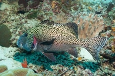 Cleaning Station, Bicolor Cleaner Wrasse enters Gills of Manyspotted Sweetlips 이미지 (470388817) - 게티이미지뱅크 Cleaning... 