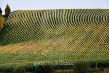 Corn field 이미지 (509049591) - 게티이미지뱅크 Corn field