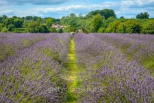 Lavender field in a semi-cloudy day 이미지 (513257469) - 게티이미지뱅크 Lavender field in a semi-cloudy day
