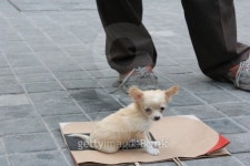 Sale of animals 이미지 (467151815) - 게티이미지뱅크 Sale of animals