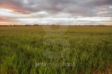 yellow Wheat field 이미지 (504902637) - 게티이미지뱅크 yellow Wheat field
