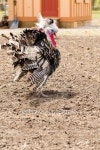 Turkey 이미지 (494604127) - 게티이미지뱅크 Turkey