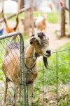 Goat farm 이미지 (494620193) - 게티이미지뱅크 Goat farm