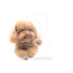 Red Toy Poodle puppy 이미지 (513879645) - 게티이미지뱅크 Red Toy Poodle puppy
