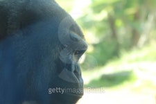 Big Gorilla Monkey 이미지 (484581493) - 게티이미지뱅크 Big Gorilla Monkey