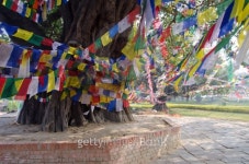 Colorful buddhist Prayer flags on tree in Lumbinis, Nepal 이미지 (508097107) - 게티이미지뱅크 Colorful buddhist Prayer flags... 