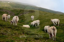 cows grazing in the meadow 이미지 (514589061) - 게티이미지뱅크 cows grazing in the meadow