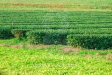 Green tea farm in thailand 이미지 (470461051) - 게티이미지뱅크 Green tea farm in thailand