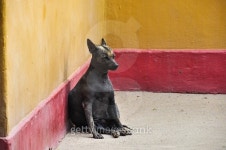 Hairless Peru Dog (Endemic), Huaca de la Luna, Peru 이미지 (517172135) - 게티이미지뱅크 Hairless Peru Dog (Endemic), Huaca de... 