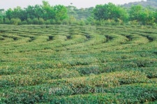 Green Tea Farm 이미지 (466733543) - 게티이미지뱅크 Green Tea Farm