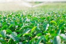 Green Tea Farm 이미지 (466733491) - 게티이미지뱅크 Green Tea Farm