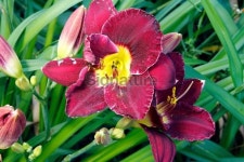 Daylily 이미지 (466889563) - 게티이미지뱅크 Daylily
