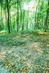green forest 이미지 (520944499) - 게티이미지뱅크 green forest