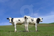 two cows 이미지 (497410441) - 게티이미지뱅크 two cows