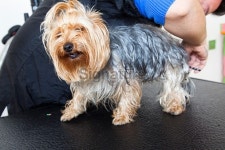 Dog grooming 이미지 (529787511) - 게티이미지뱅크 Dog grooming