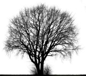 Large tree in black and white isolated. 이미지 (478201889) - 게티이미지뱅크 Large tree in black and white isolated.