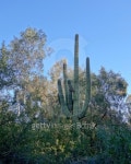 Desert King Saguaro 이미지 (466308517) - 게티이미지뱅크 Desert King Saguaro