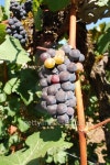 Red, Yellow, & Purple Grapes 이미지 (514249779) - 게티이미지뱅크 Red, Yellow, & Purple Grapes