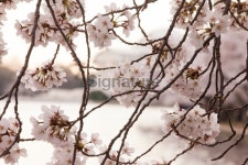Blooming Cherry Blossoms 이미지 (510181109) - 게티이미지뱅크 Blooming Cherry Blossoms