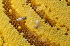 Close up view of the working bees on honeycells. 이미지 (515584761) - 게티이미지뱅크 Close up view of the working bees on... 