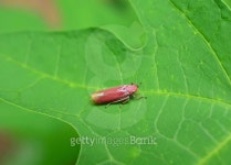 Mealy bug 이미지 (517360025) - 게티이미지뱅크 Mealy bug